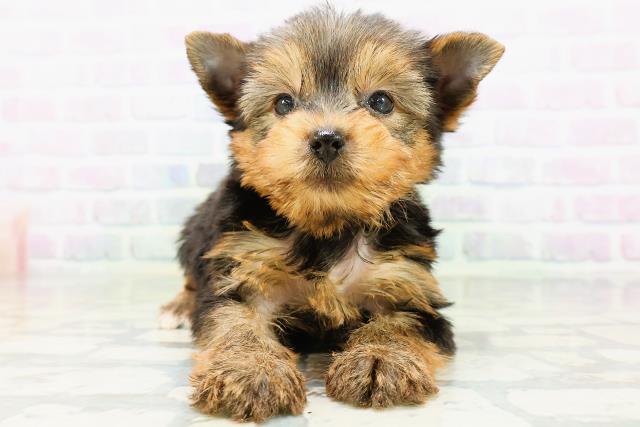 北海道のヨークシャーテリア (Coo&RIKU札幌東店/2026年6月23日生まれ/女の子/スチールブルータン)の子犬の1枚目の画像