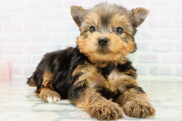 北海道のヨークシャーテリア (Coo&RIKU札幌東店/2026年6月23日生まれ/女の子/スチールブルータン)の子犬の3枚目の画像