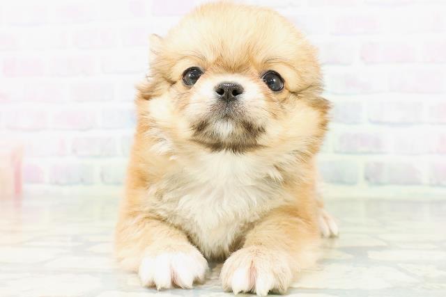 鳥取県のチワワ(ロング) (Coo&RIKUラ・ムー鳥取東店/2026年6月23日生まれ/男の子/レッド)の子犬の1枚目の画像
