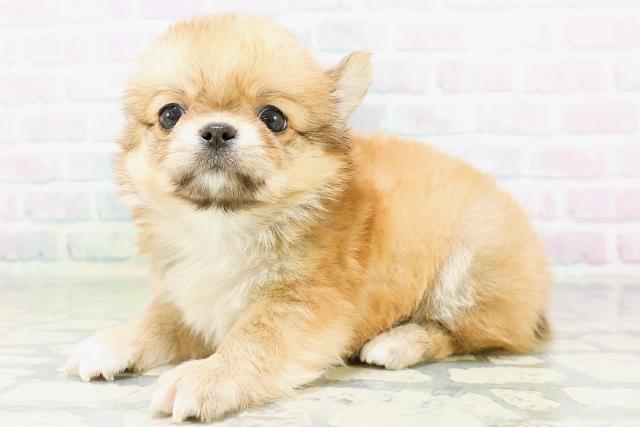 鳥取県のチワワ(ロング) (Coo&RIKUラ・ムー鳥取東店/2026年6月23日生まれ/男の子/レッド)の子犬の2枚目の画像