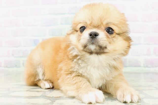 鳥取県のチワワ(ロング) (Coo&RIKUラ・ムー鳥取東店/2026年6月23日生まれ/男の子/レッド)の子犬の3枚目の画像