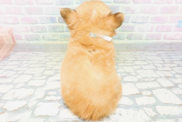 鳥取県のチワワ(ロング) (Coo&RIKUラ・ムー鳥取東店/2026年6月23日生まれ/男の子/レッド)の子犬の4枚目の画像