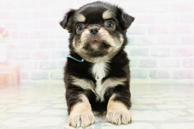 岡山県のチワワ(ロング) (Coo&RIKU岡山店/2026年6月23日生まれ/男の子/ブラックタンホワイト)の子犬の1枚目の画像