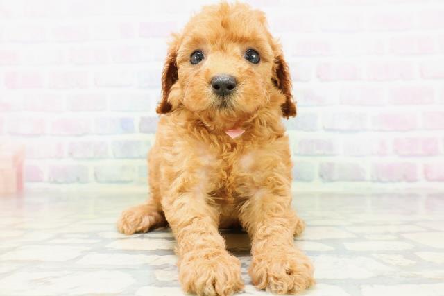 東京都のトイプードル(トイ) (Coo&RIKU新小岩店/2026年6月21日生まれ/女の子/レッドフォーン)の子犬の1枚目の画像