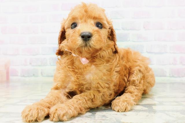 東京都のトイプードル(トイ) (Coo&RIKU新小岩店/2026年6月21日生まれ/女の子/レッドフォーン)の子犬の2枚目の画像