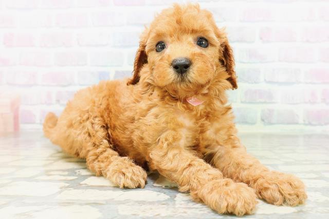 東京都のトイプードル(トイ) (Coo&RIKU新小岩店/2026年6月21日生まれ/女の子/レッドフォーン)の子犬の3枚目の画像