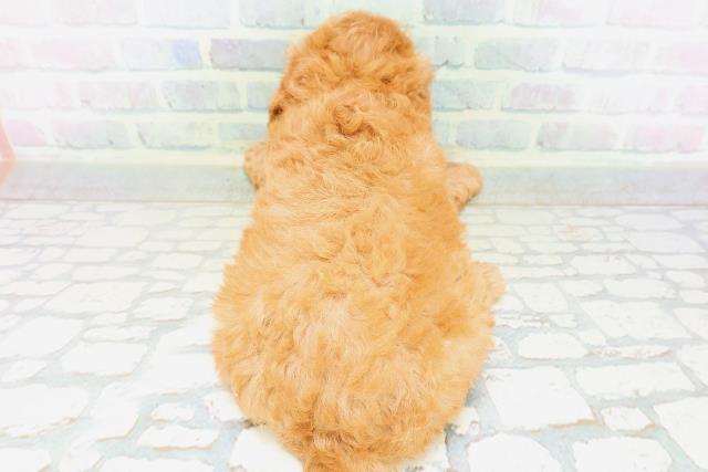 東京都のトイプードル(トイ) (Coo&RIKU新小岩店/2026年6月21日生まれ/女の子/レッドフォーン)の子犬の4枚目の画像
