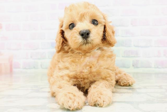 東京都のトイプードル(トイ) (Coo&RIKU下北沢店/2026年6月22日生まれ/男の子/オレンジフォーン)の子犬の1枚目の画像