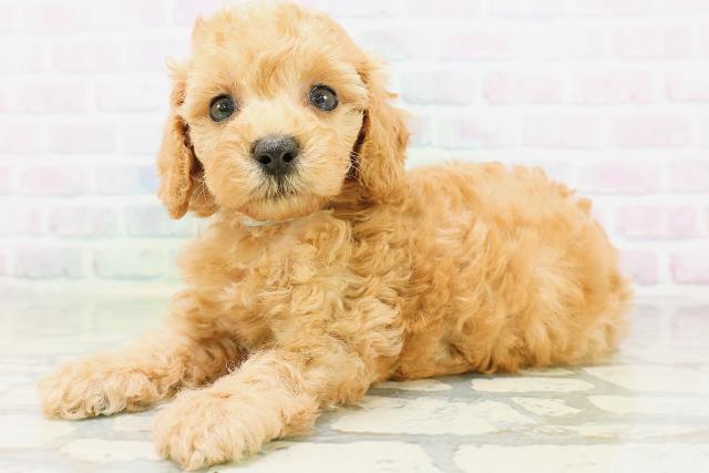 東京都のトイプードル(トイ) (Coo&RIKU下北沢店/2026年6月22日生まれ/男の子/オレンジフォーン)の子犬の2枚目の画像
