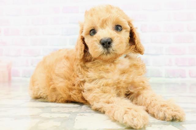 東京都のトイプードル(トイ) (Coo&RIKU下北沢店/2026年6月22日生まれ/男の子/オレンジフォーン)の子犬の3枚目の画像