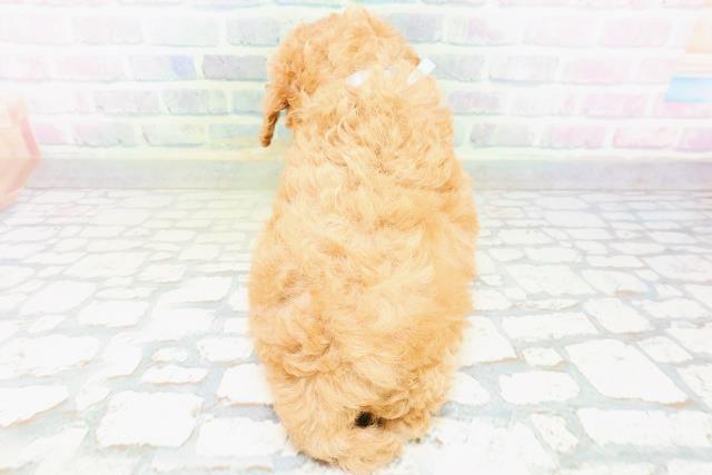 東京都のトイプードル(トイ) (Coo&RIKU下北沢店/2026年6月22日生まれ/男の子/オレンジフォーン)の子犬の4枚目の画像