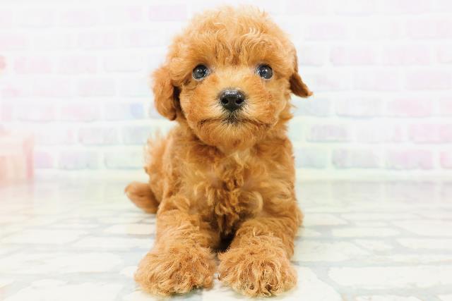 兵庫県のトイプードル(トイ) (Coo&RIKU丹波店/2026年6月22日生まれ/女の子/レッド)の子犬の1枚目の画像