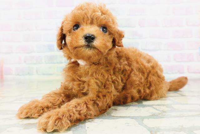 兵庫県のトイプードル(トイ) (Coo&RIKU丹波店/2026年6月22日生まれ/女の子/レッド)の子犬の2枚目の画像