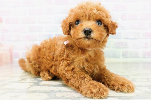 兵庫県のトイプードル(トイ) (Coo&RIKU丹波店/2026年6月22日生まれ/女の子/レッド)の子犬の3枚目の画像