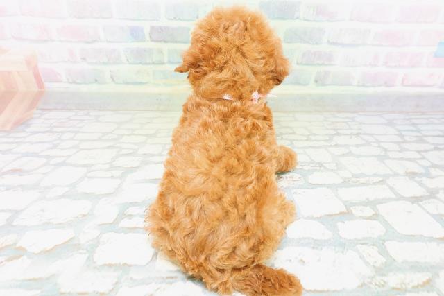 兵庫県のトイプードル(トイ) (Coo&RIKU丹波店/2026年6月22日生まれ/女の子/レッド)の子犬の4枚目の画像