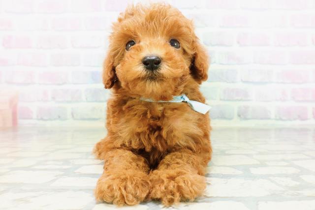 新潟県のトイプードル(トイ) (Coo&RIKU新潟東店/2026年6月22日生まれ/男の子/レッド)の子犬の1枚目の画像