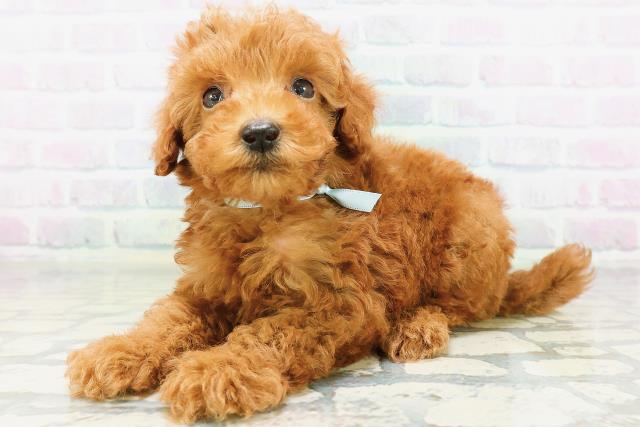 新潟県のトイプードル(トイ) (Coo&RIKU新潟東店/2026年6月22日生まれ/男の子/レッド)の子犬の2枚目の画像