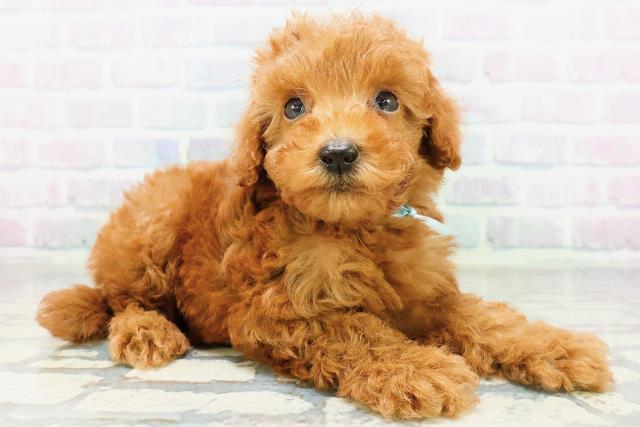新潟県のトイプードル(トイ) (Coo&RIKU新潟東店/2026年6月22日生まれ/男の子/レッド)の子犬の3枚目の画像