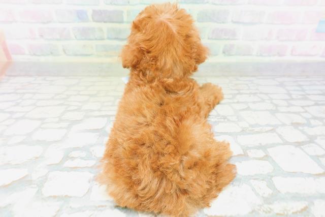 新潟県のトイプードル(トイ) (Coo&RIKU新潟東店/2026年6月22日生まれ/男の子/レッド)の子犬の4枚目の画像