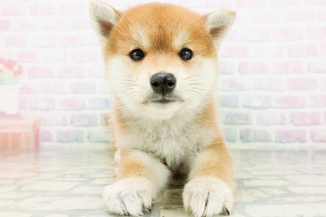 長野県の柴犬(標準サイズ) (Coo&RIKU綿半権堂店/2026年6月22日生まれ/男の子/赤)の子犬の1枚目の画像