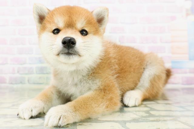 長野県の柴犬(標準サイズ) (Coo&RIKU綿半権堂店/2026年6月22日生まれ/男の子/赤)の子犬の2枚目の画像