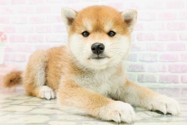 長野県の柴犬(標準サイズ) (Coo&RIKU綿半権堂店/2026年6月22日生まれ/男の子/赤)の子犬の3枚目の画像