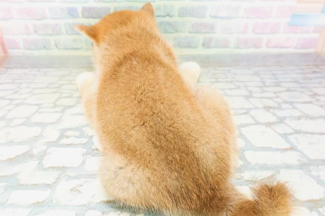 長野県の柴犬(標準サイズ) (Coo&RIKU綿半権堂店/2026年6月22日生まれ/男の子/赤)の子犬の4枚目の画像