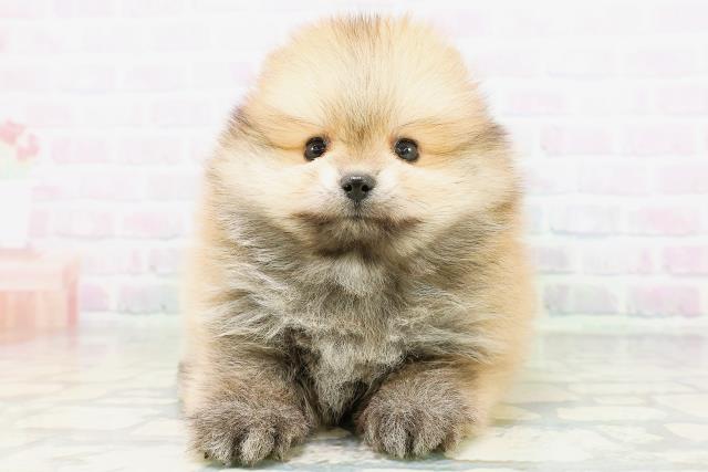 大阪府のポメラニアン (Coo&RIKU梅田店/2026年6月21日生まれ/男の子/オレンジセーブル)の子犬の1枚目の画像