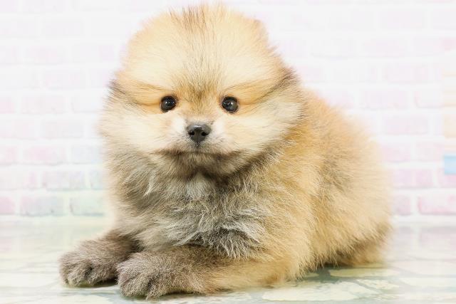 大阪府のポメラニアン (Coo&RIKU梅田店/2026年6月21日生まれ/男の子/オレンジセーブル)の子犬の2枚目の画像