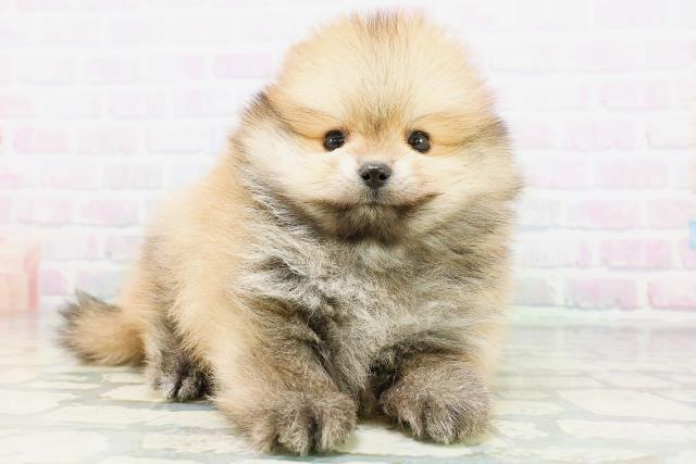 大阪府のポメラニアン (Coo&RIKU梅田店/2026年6月21日生まれ/男の子/オレンジセーブル)の子犬の3枚目の画像