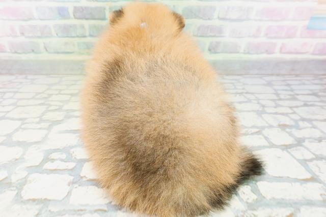 大阪府のポメラニアン (Coo&RIKU梅田店/2026年6月21日生まれ/男の子/オレンジセーブル)の子犬の4枚目の画像