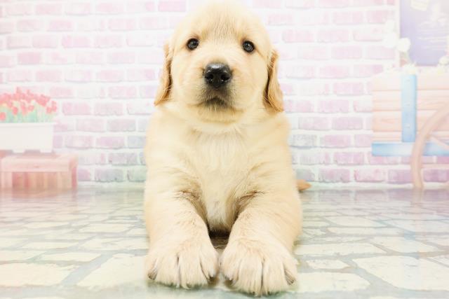 千葉県のゴールデンレトリバー (Coo&RIKU東金店/2026年6月23日生まれ/男の子/ゴールデン)の子犬の1枚目の画像