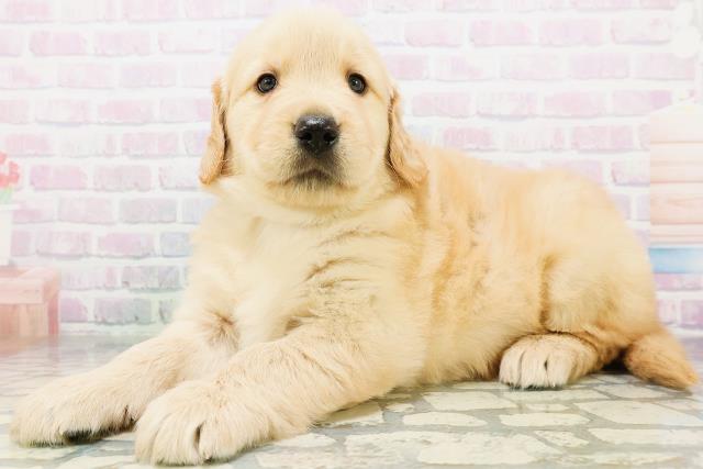 千葉県のゴールデンレトリバー (Coo&RIKU東金店/2026年6月23日生まれ/男の子/ゴールデン)の子犬の2枚目の画像