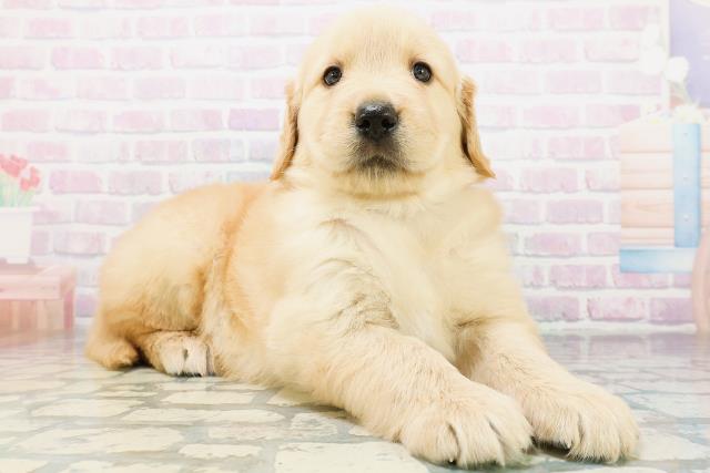 千葉県のゴールデンレトリバー (Coo&RIKU東金店/2026年6月23日生まれ/男の子/ゴールデン)の子犬の3枚目の画像
