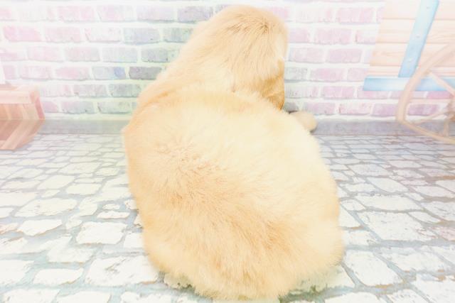 千葉県のゴールデンレトリバー (Coo&RIKU東金店/2026年6月23日生まれ/男の子/ゴールデン)の子犬の4枚目の画像
