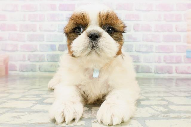 神奈川県のシーズー (Coo&RIKU藤沢店/2026年6月15日生まれ/男の子/ホワイトゴールド)の子犬の1枚目の画像