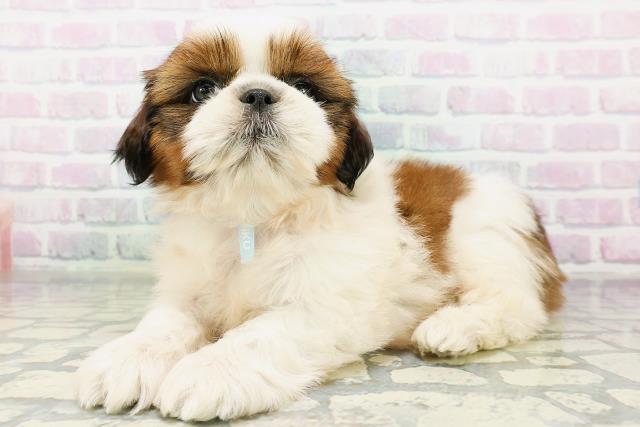 神奈川県のシーズー (Coo&RIKU藤沢店/2026年6月15日生まれ/男の子/ホワイトゴールド)の子犬の2枚目の画像