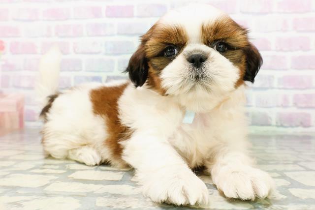 神奈川県のシーズー (Coo&RIKU藤沢店/2026年6月15日生まれ/男の子/ホワイトゴールド)の子犬の3枚目の画像
