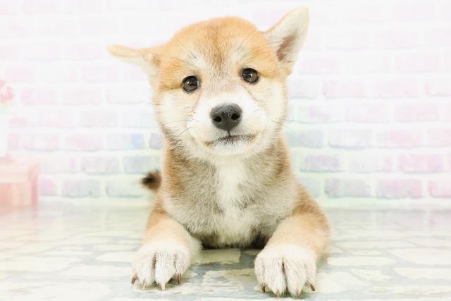 青森県の柴犬(標準サイズ) (Coo&RIKU八戸店/2026年6月21日生まれ/女の子/赤)の子犬の1枚目の画像