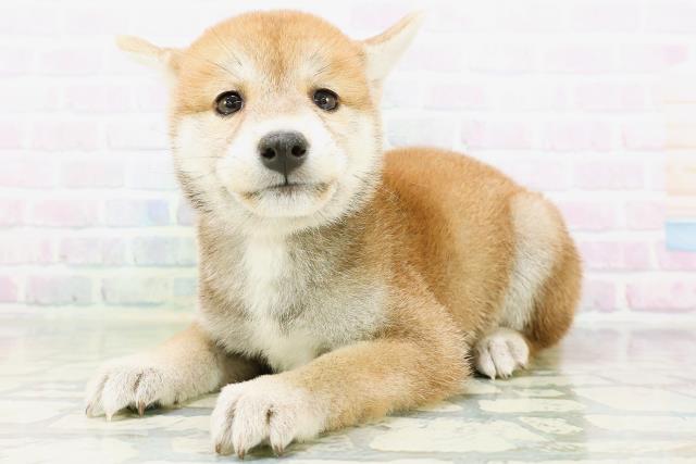 青森県の柴犬(標準サイズ) (Coo&RIKU八戸店/2026年6月21日生まれ/女の子/赤)の子犬の2枚目の画像