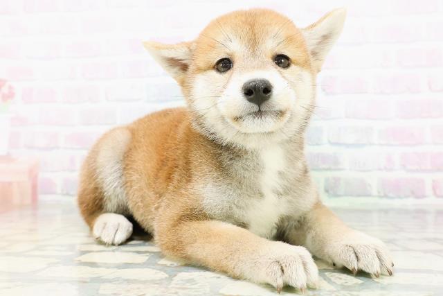 青森県の柴犬(標準サイズ) (Coo&RIKU八戸店/2026年6月21日生まれ/女の子/赤)の子犬の3枚目の画像