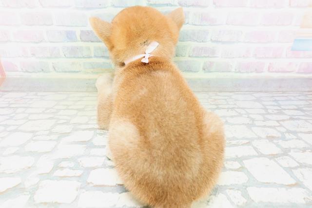 青森県の柴犬(標準サイズ) (Coo&RIKU八戸店/2026年6月21日生まれ/女の子/赤)の子犬の4枚目の画像
