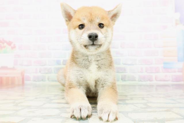 山形県の柴犬(標準サイズ) (Coo&RIKUイオンタウン酒田店/2026年6月21日生まれ/男の子/赤)の子犬の1枚目の画像