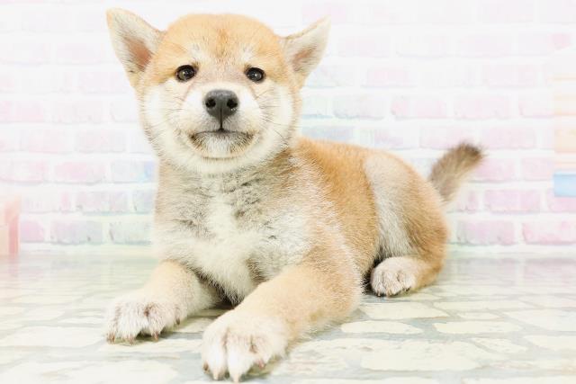 山形県の柴犬(標準サイズ) (Coo&RIKUイオンタウン酒田店/2026年6月21日生まれ/男の子/赤)の子犬の2枚目の画像