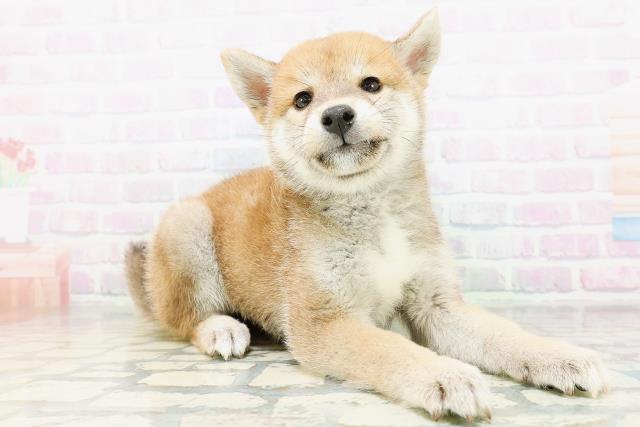 山形県の柴犬(標準サイズ) (Coo&RIKUイオンタウン酒田店/2026年6月21日生まれ/男の子/赤)の子犬の3枚目の画像