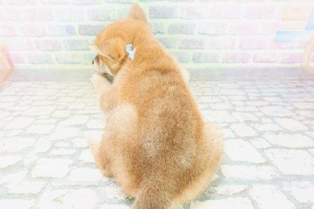山形県の柴犬(標準サイズ) (Coo&RIKUイオンタウン酒田店/2026年6月21日生まれ/男の子/赤)の子犬の4枚目の画像