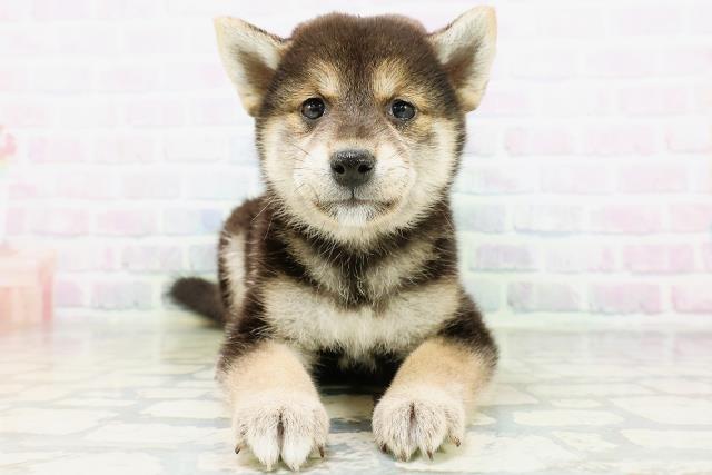 北海道の柴犬(標準サイズ) (Coo&RIKU北見店/2026年6月21日生まれ/女の子/黒)の子犬の1枚目の画像