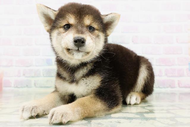 北海道の柴犬(標準サイズ) (Coo&RIKU北見店/2026年6月21日生まれ/女の子/黒)の子犬の2枚目の画像