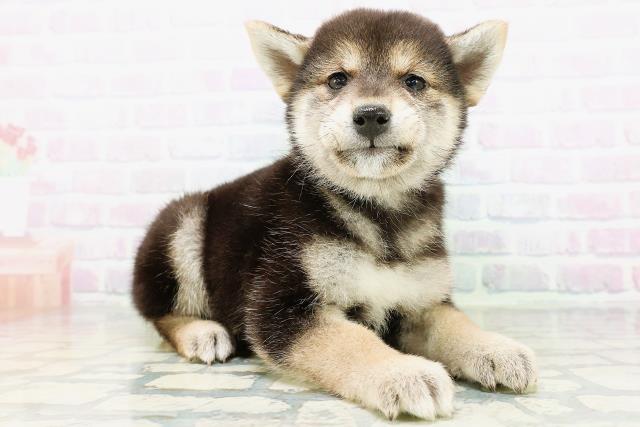 北海道の柴犬(標準サイズ) (Coo&RIKU北見店/2026年6月21日生まれ/女の子/黒)の子犬の3枚目の画像