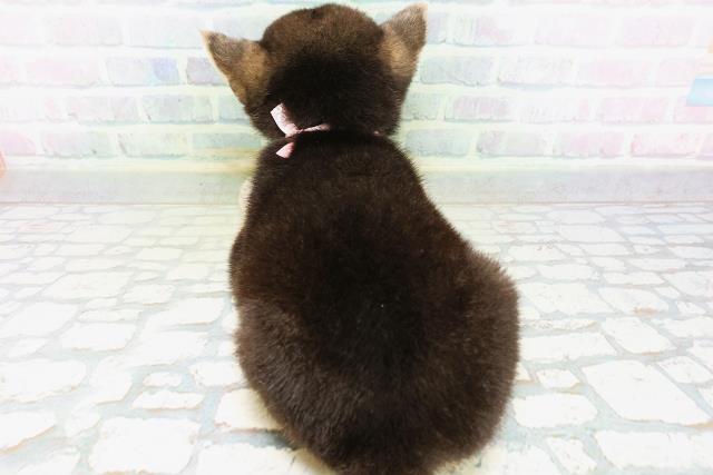 北海道の柴犬(標準サイズ) (Coo&RIKU北見店/2026年6月21日生まれ/女の子/黒)の子犬の4枚目の画像